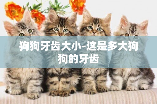 狗狗牙齒大小-這是多大狗狗的牙齒