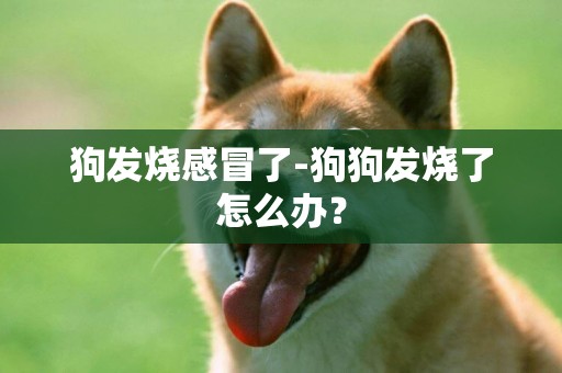 狗發燒感冒了-狗狗發燒了怎么辦？