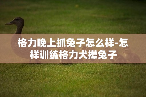 格力晚上抓兔子怎么樣-怎樣訓練格力犬攆兔子