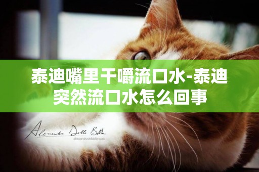 泰迪嘴里干嚼流口水-泰迪突然流口水怎么回事