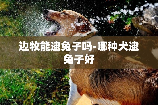 邊牧能逮兔子嗎-哪種犬逮兔子好