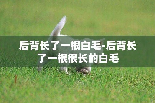 后背長了一根白毛-后背長了一根很長的白毛