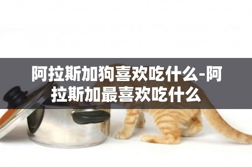 阿拉斯加狗喜歡吃什么-阿拉斯加最喜歡吃什么