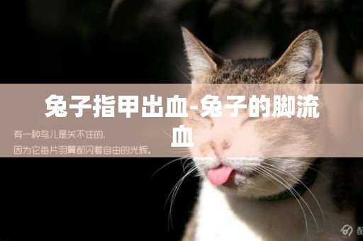 兔子指甲出血-兔子的腳流血