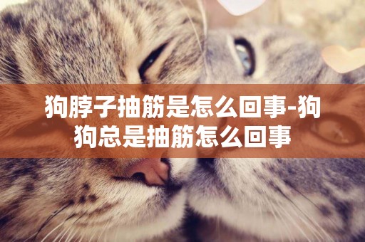 狗脖子抽筋是怎么回事-狗狗總是抽筋怎么回事