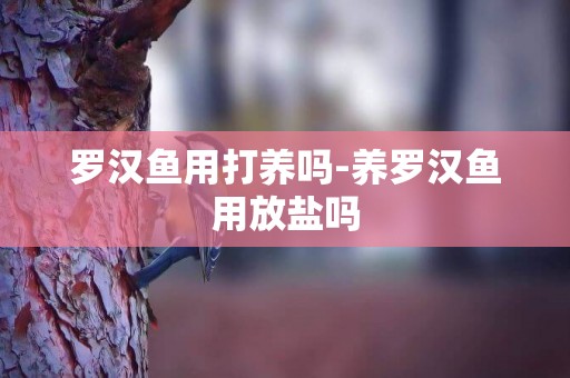 羅漢魚用打養嗎-養羅漢魚用放鹽嗎