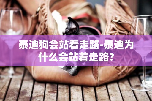 泰迪狗會站著走路-泰迪為什么會站著走路？