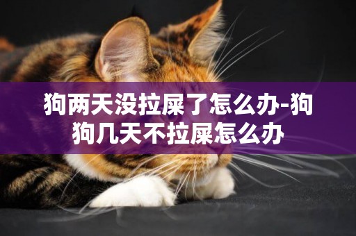 狗兩天沒拉屎了怎么辦-狗狗幾天不拉屎怎么辦