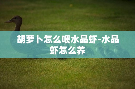 胡蘿卜怎么喂水晶蝦-水晶蝦怎么養