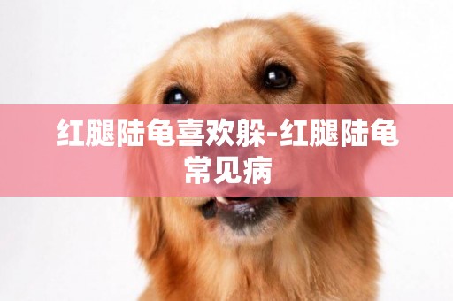 紅腿陸龜喜歡躲-紅腿陸龜常見病