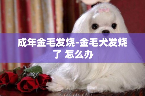 成年金毛發燒-金毛犬發燒了 怎么辦