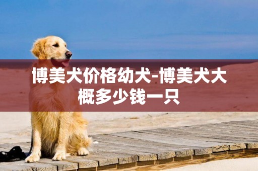 博美犬價格幼犬-博美犬大概多少錢一只