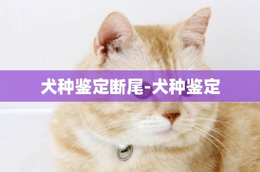 犬種鑒定斷尾-犬種鑒定
