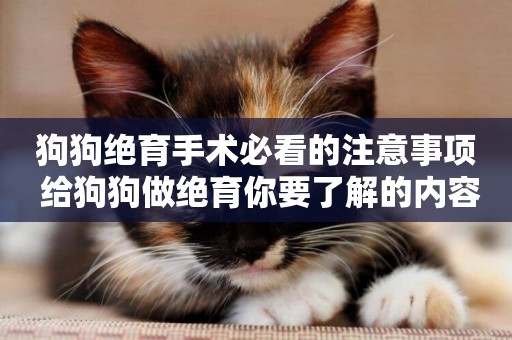 狗狗絕育手術必看的注意事項 給狗狗做絕育你要了解的內容
