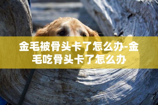 金毛被骨頭卡了怎么辦-金毛吃骨頭卡了怎么辦