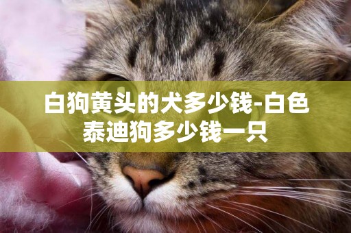 白狗黃頭的犬多少錢-白色泰迪狗多少錢一只