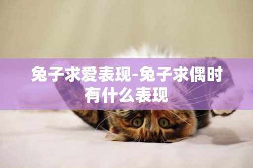 兔子求愛表現-兔子求偶時有什么表現
