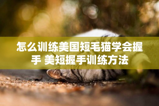 怎么訓練美國短毛貓學會握手 美短握手訓練方法