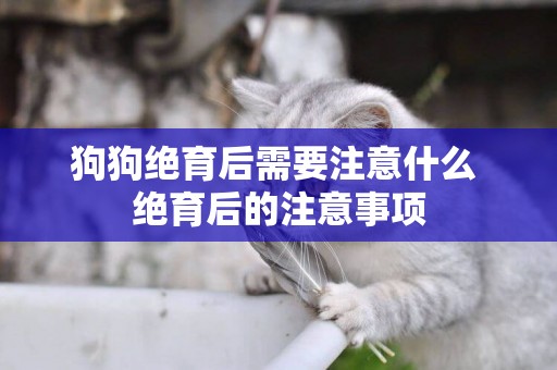 狗狗絕育后需要注意什么 絕育后的注意事項