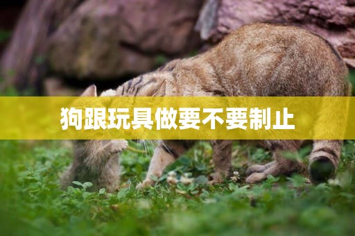 狗跟玩具做要不要制止