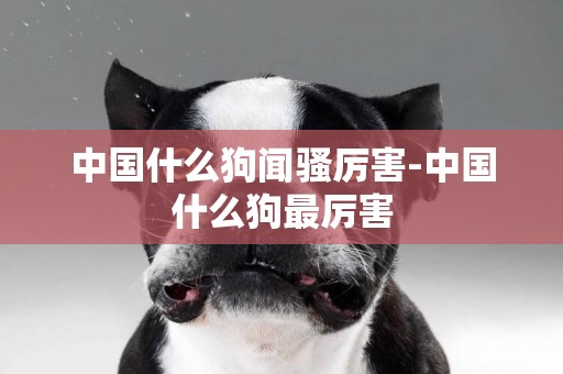 中國什么狗聞騷厲害-中國什么狗最厲害