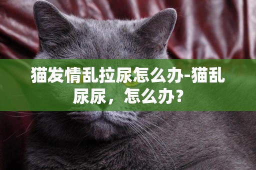 貓發情亂拉尿怎么辦-貓亂尿尿，怎么辦？