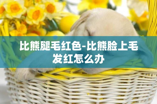 比熊腿毛紅色-比熊臉上毛發紅怎么辦
