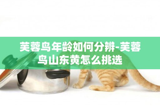 芙蓉鳥年齡如何分辨-芙蓉鳥山東黃怎么挑選