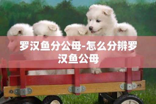 羅漢魚分公母-怎么分辨羅漢魚公母