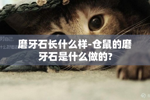 磨牙石長什么樣-倉鼠的磨牙石是什么做的?