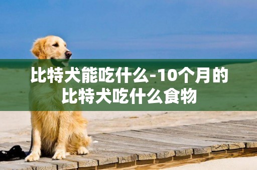 比特犬能吃什么-10個月的比特犬吃什么食物