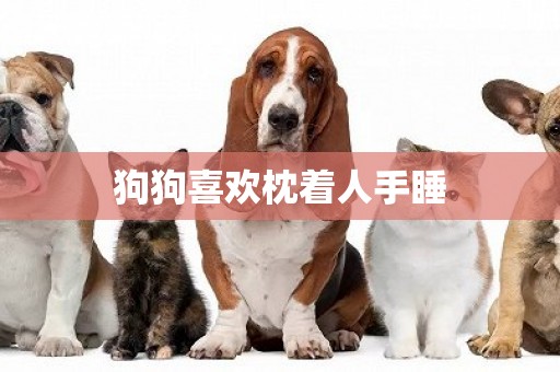 狗狗喜歡枕著人手睡