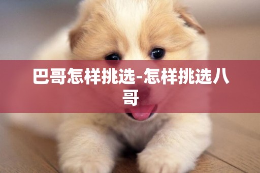 巴哥怎樣挑選-怎樣挑選八哥