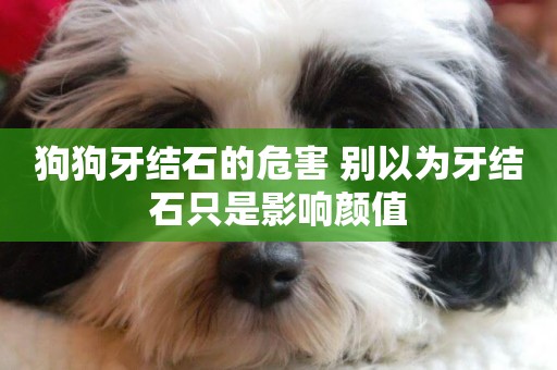 狗狗牙結石的危害 別以為牙結石只是影響顏值