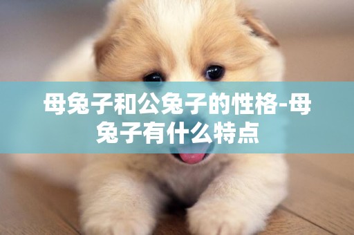 母兔子和公兔子的性格-母兔子有什么特點