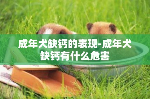 成年犬缺鈣的表現-成年犬缺鈣有什么危害