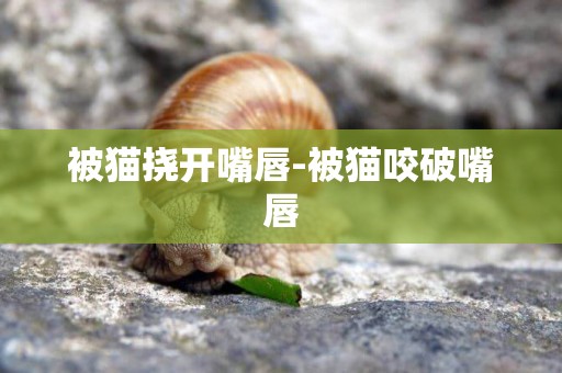 被貓撓開嘴唇-被貓咬破嘴唇