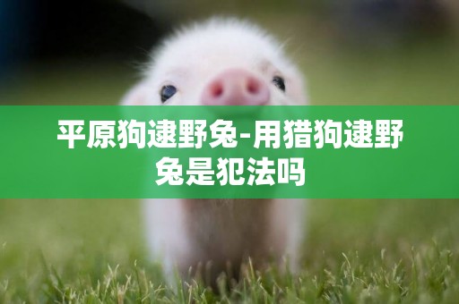 平原狗逮野兔-用獵狗逮野兔是犯法嗎