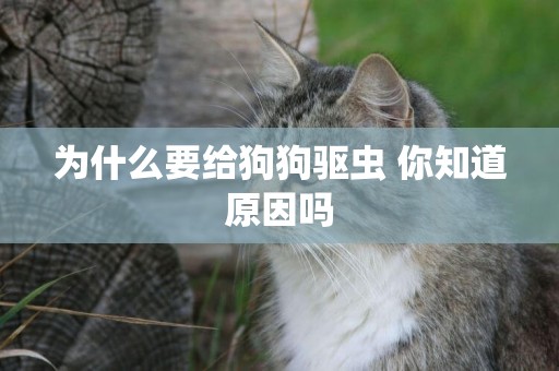 為什么要給狗狗驅蟲 你知道原因嗎