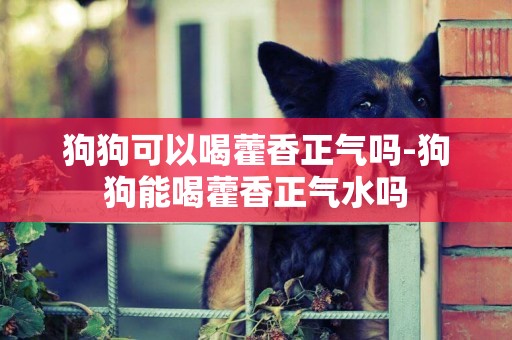 狗狗可以喝藿香正氣嗎-狗狗能喝藿香正氣水嗎