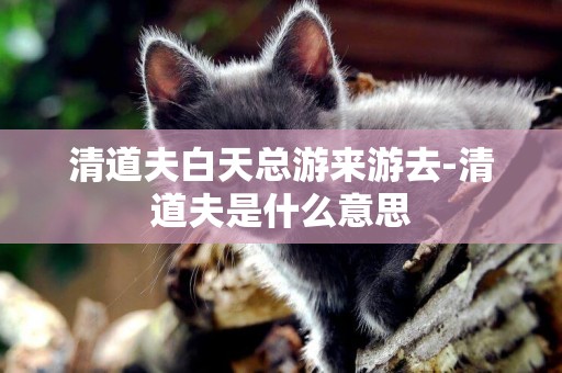 清道夫白天總游來游去-清道夫是什么意思