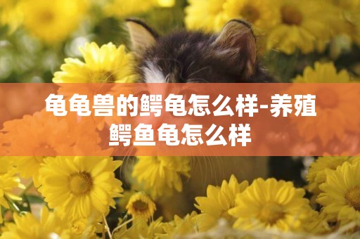龜龜獸的鱷龜怎么樣-養殖鱷魚龜怎么樣