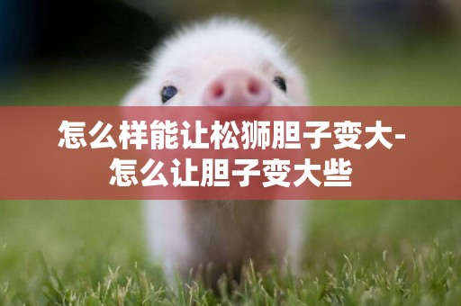 怎么樣能讓松獅膽子變大-怎么讓膽子變大些