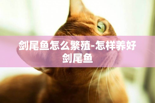 劍尾魚怎么繁殖-怎樣養好劍尾魚