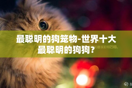 最聰明的狗籠物-世界十大最聰明的狗狗？