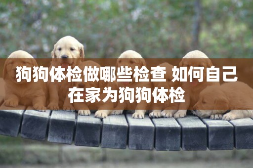狗狗體檢做哪些檢查 如何自己在家為狗狗體檢