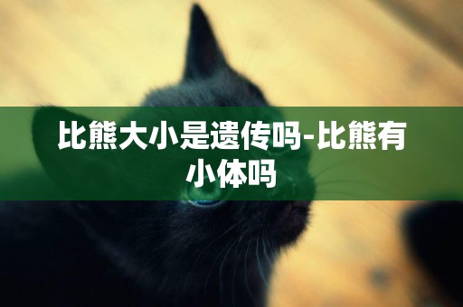 比熊大小是遺傳嗎-比熊有小體嗎
