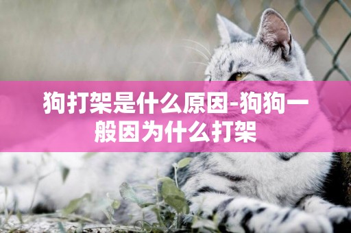 狗打架是什么原因-狗狗一般因為什么打架