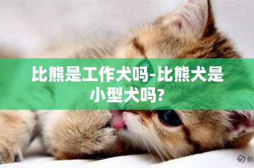 比熊是工作犬嗎-比熊犬是小型犬嗎?