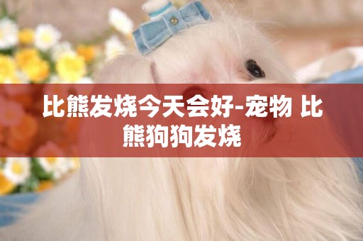 比熊發燒今天會好-寵物 比熊狗狗發燒